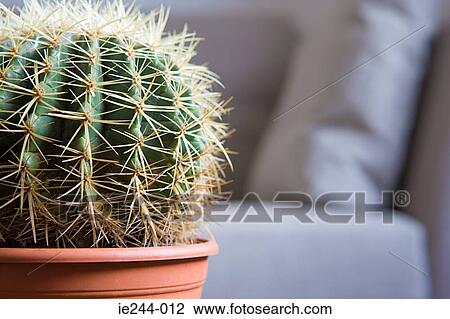 Cacti View Large Photo Image Stock Image - Cacti. Fotosearch