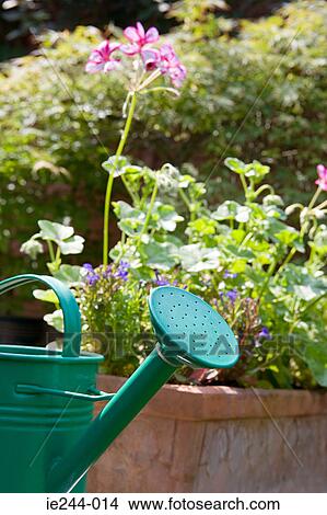Picture - Watering can. Fotosearch