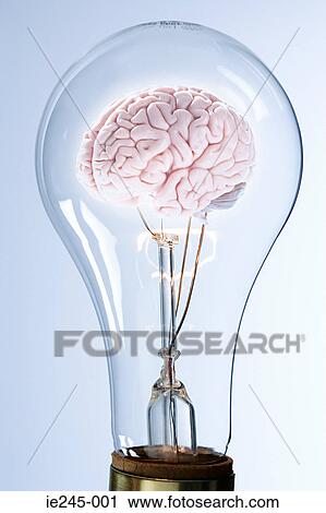 A brain inside a lightbulb View Large Photo Image Stock Image - A brain inside a lightbulb. Fotosearch