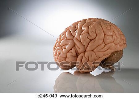 Stock Photo - A brain. Fotosearch