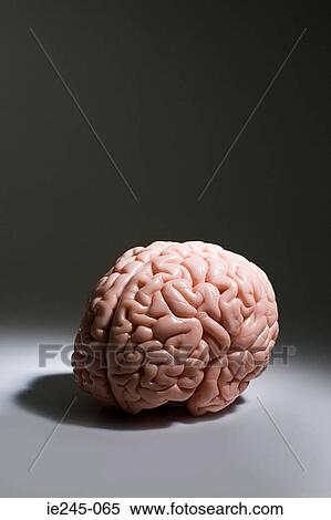 A brain View Large Photo Image Stock Photography - A brain. Fotosearch