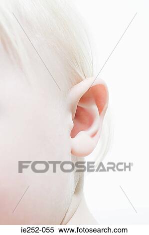 Ear of a baby View Large Photo Image Stock Photography - Ear of a baby. Fotosearch