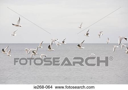 A flock of herring gulls over the sea View Large Photo Image Picture - A flock of herring gulls over the sea. Fotosearch