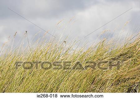 Clouds over marram grass View Large Photo Image Stock Photo - Clouds over marram grass. Fotosearch