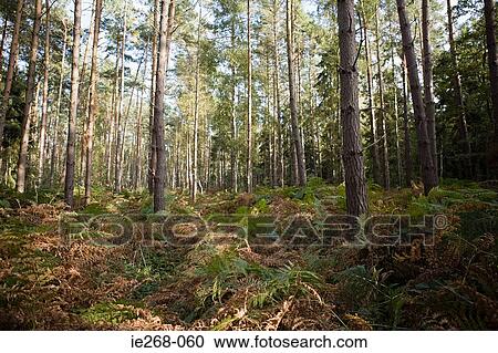 Forest View Large Photo Image Stock Image - Forest. Fotosearch