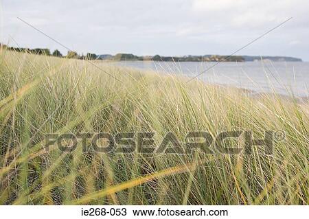 Marram grass near the sea View Large Photo Image Stock Image - Marram grass near the sea. Fotosearch