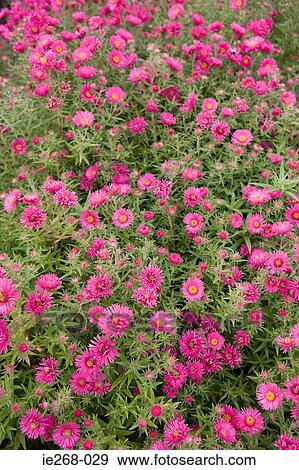 Pink daisies View Large Photo Image Stock Photo - Pink daisies. Fotosearch
