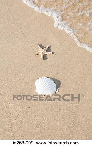 Shell and starfish on a beach View Large Photo Image Stock Photo - Shell and starfish on a beach. Fotosearch