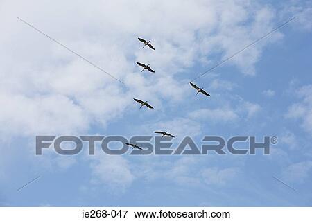 Six birds flying View Large Photo Image Stock Photo - Six birds flying. Fotosearch