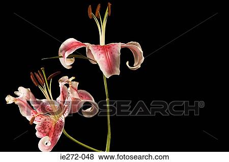 Lilies View Large Photo Image Stock Photo - Lilies. Fotosearch