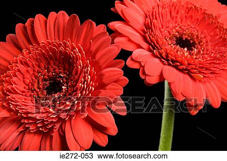 Two gerbera flowers View Large Photo Image Stock Image - Two gerbera flowers. Fotosearch