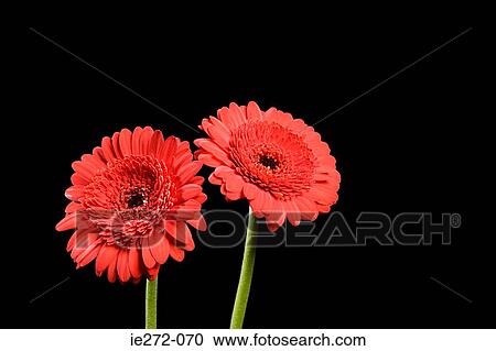 Two gerbera flowers View Large Photo Image Stock Image - Two gerbera flowers. Fotosearch