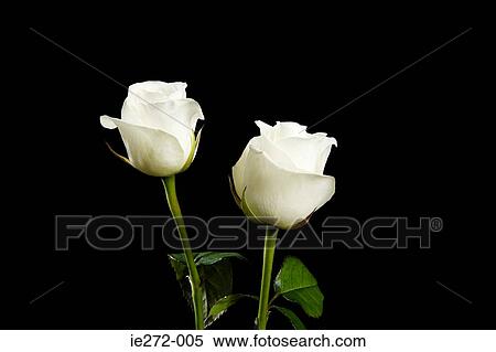 White roses View Large Photo Image Stock Photography - White roses. Fotosearch