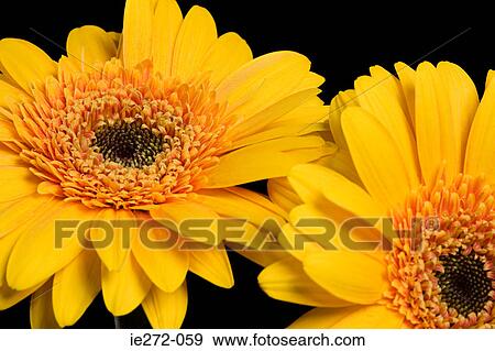 Yellow gerbera flowers View Large Photo Image Stock Photo - Yellow gerbera flowers. Fotosearch