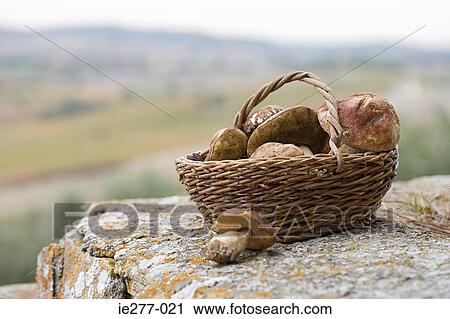 Basket of wild mushrooms View Large Photo Image Stock Image - Basket of wild mushrooms. Fotosearch