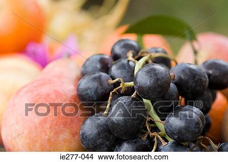 Fruit View Large Photo Image Picture - Fruit. Fotosearch