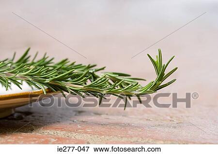 Rosemary View Large Photo Image Stock Photo - Rosemary. Fotosearch