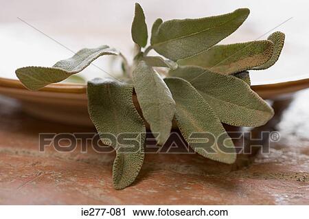 Sage View Large Photo Image Stock Image - Sage. Fotosearch