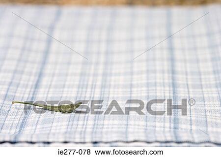 Sage View Large Photo Image Stock Photo - Sage. Fotosearch