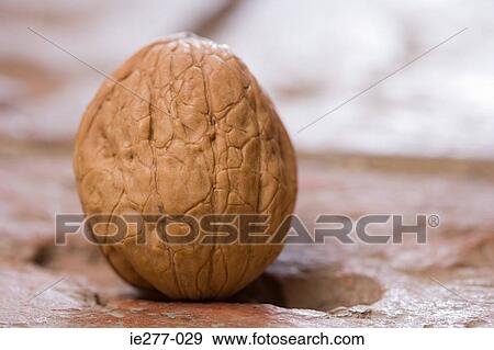 Stock Photo - Walnut. Fotosearch