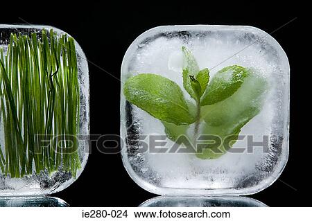 Frozen herbs View Large Photo Image Picture - Frozen herbs. Fotosearch