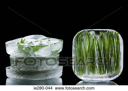Frozen herbs View Large Photo Image Picture - Frozen herbs. Fotosearch