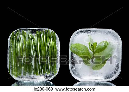 Frozen herbs View Large Photo Image Stock Photo - Frozen herbs. Fotosearch