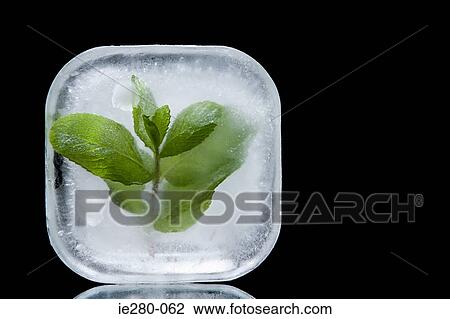 Frozen mint View Large Photo Image Stock Image - Frozen mint. Fotosearch