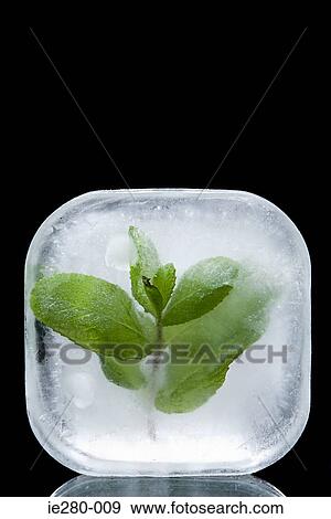 Frozen mint View Large Photo Image Stock Photo - Frozen mint. Fotosearch