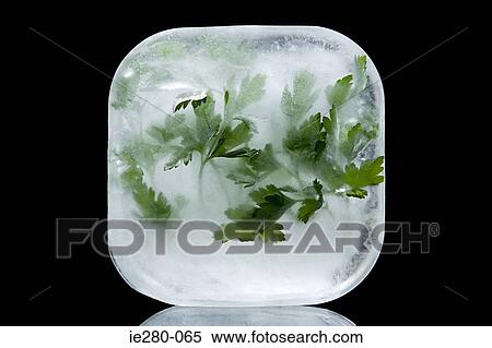 Frozen parsley View Large Photo Image Stock Photography - Frozen parsley. Fotosearch
