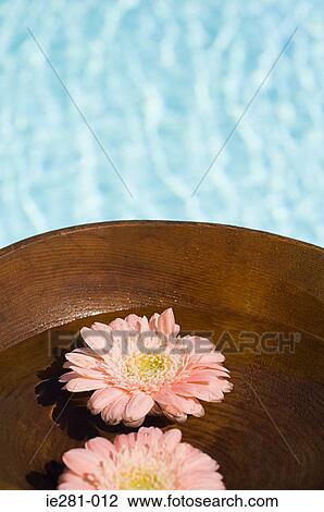 Flowers floating in a bowl View Large Photo Image Stock Image - Flowers floating in a bowl. Fotosearch