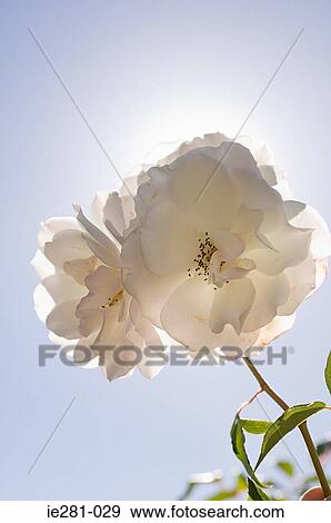 Peonies View Large Photo Image Stock Photo - Peonies. Fotosearch