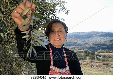 Italian woman picking olives View Large Photo Image Stock Photography - Italian woman picking olives. Fotosearch