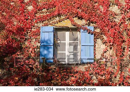 Ivy covered wall and shuttered window View Large Photo Image Picture - Ivy covered wall and shuttered window. Fotosearch