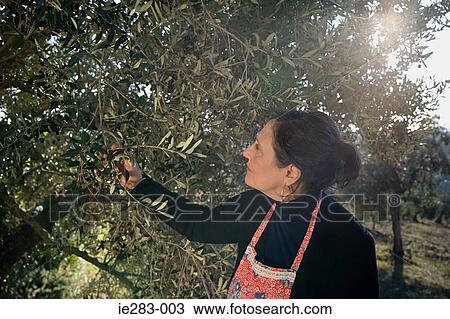 Mature woman picking olives View Large Photo Image Stock Image - Mature woman picking olives. Fotosearch