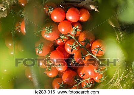 Tomatoes on a vine View Large Photo Image Stock Photograph - Tomatoes on a vine. Fotosearch