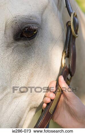 Close up on a horse head View Large Photo Image Stock Image - Close up on a horse head. Fotosearch