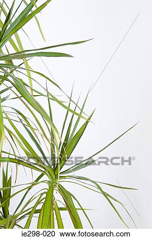 Houseplant View Large Photo Image Stock Image - Houseplant. Fotosearch