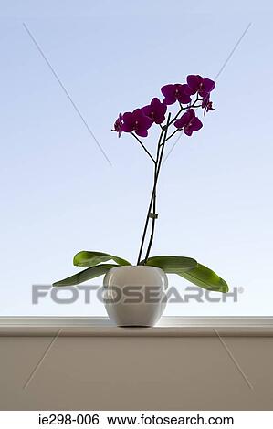 Orchid on a windowsill View Large Photo Image Stock Photograph - Orchid on a windowsill. Fotosearch