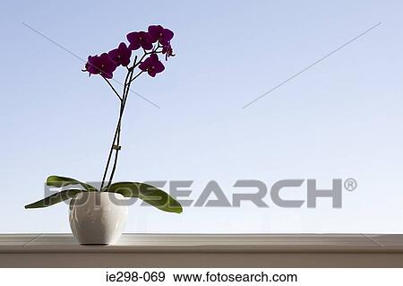 Orchid on windowsill View Large Photo Image Stock Photo - Orchid on windowsill. Fotosearch