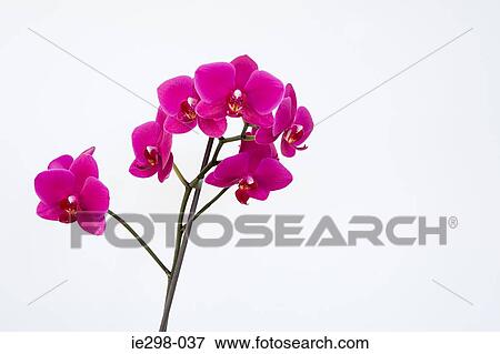 Pink orchids View Large Photo Image Stock Photo - Pink orchids. Fotosearch