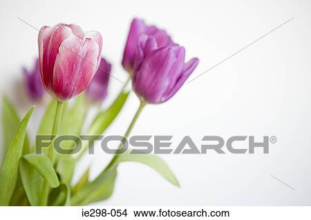 Tulips View Large Photo Image Picture - Tulips. Fotosearch