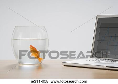 Goldfish and laptop View Large Photo Image Stock Photo - Goldfish and laptop. Fotosearch