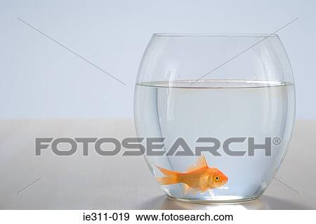Goldfish in a bowl View Large Photo Image Stock Photo - Goldfish in a bowl. Fotosearch