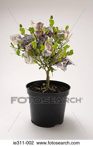Money tree View Large Photo Image Stock Image - Money tree. Fotosearch