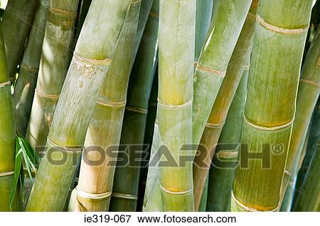 Bamboo plant View Large Photo Image Stock Photo - Bamboo plant. Fotosearch