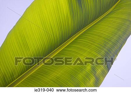 Banana leaf View Large Photo Image Stock Image - Banana leaf. Fotosearch