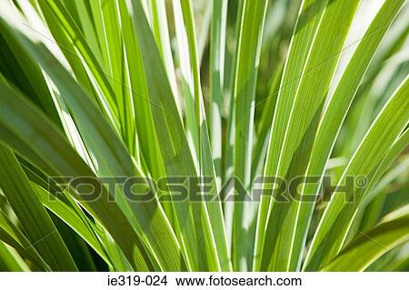 Beaked yucca View Large Photo Image Picture - Beaked yucca. Fotosearch