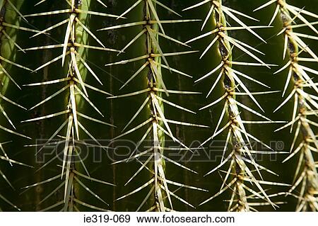 Cactus needles View Large Photo Image Stock Photo - Cactus needles. Fotosearch