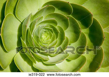 Close up of a leaf View Large Photo Image Stock Image - Close up of a leaf. Fotosearch